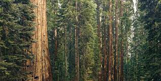 600m sequoia 95b valleytimes